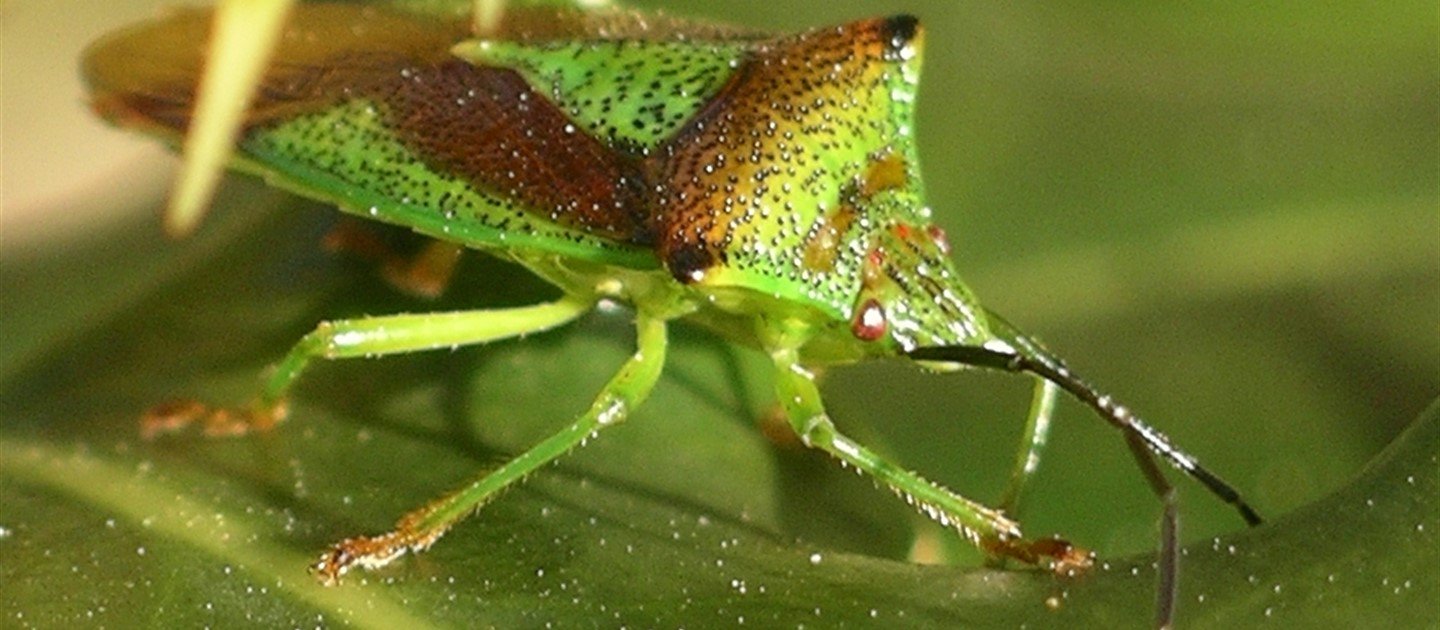 How do Plants Fight Diseases and Pests? (KS4 Biology) Hello Future